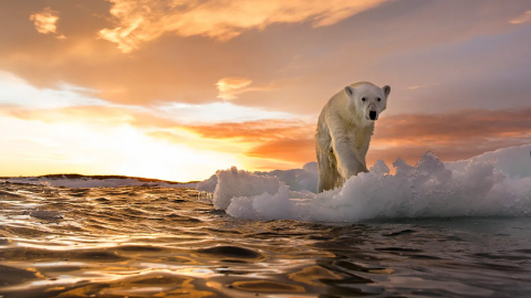 A polar walks along the an ice floe near Admiralty Inlet, in the Canadian far north, where author Neil Shea said he saw "narwhals, beluga whales. bowheads, polar bears -- everything that comes to the edge of the ice in the springtime."