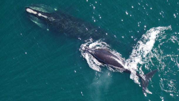A North Atlantic right whale mother and calf as seen from a research drone.
