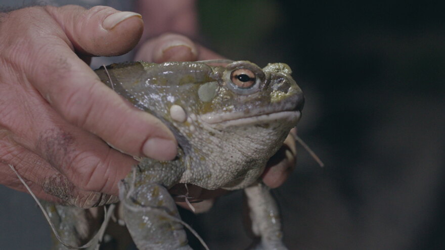 AZ ILL desert toad segment thumb