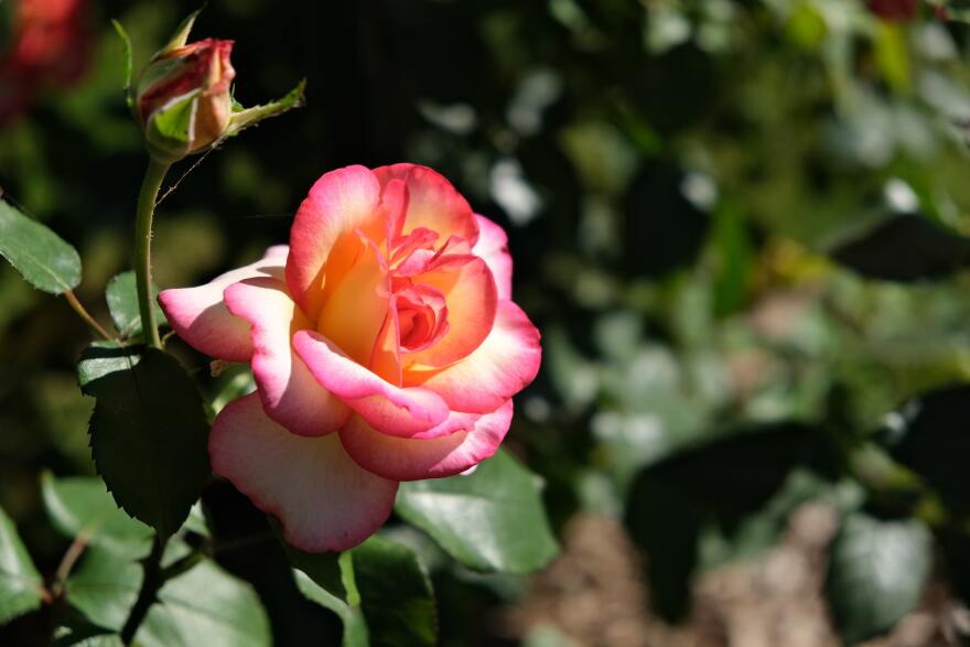 Image of the pink and white Peace Rose