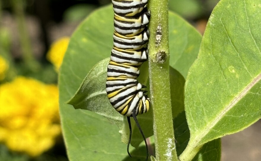 A monarch caterpillar on a milkweed plant.
