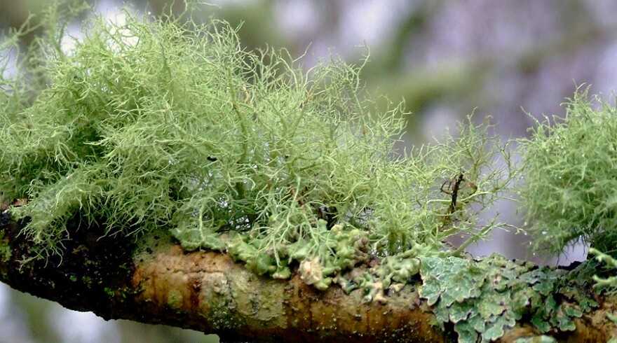 Old Man's Beard lichen