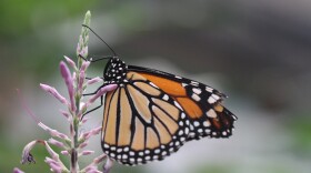 A Monarch butterfly grasps onto a flower.