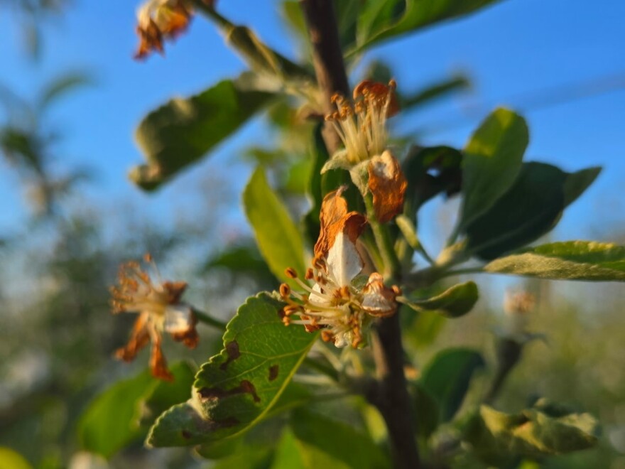 After freezes on April 8 and April 21, 2026, trees at Soergel Orchards experienced series damage to their blooms. Soergel anticipations partial to total fruit crop losses.