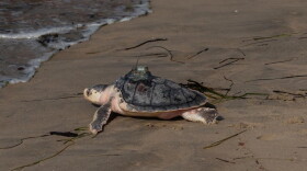 A sea turtles moves toward the water at Wuskenau Beach in Westerly on Aug. 3.
