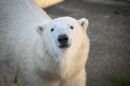 Three-year old Kallik is making himself at home in the Oregon Zoo’s Polar Passage habitat.