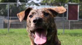 Buddy is available for adoption through APL.