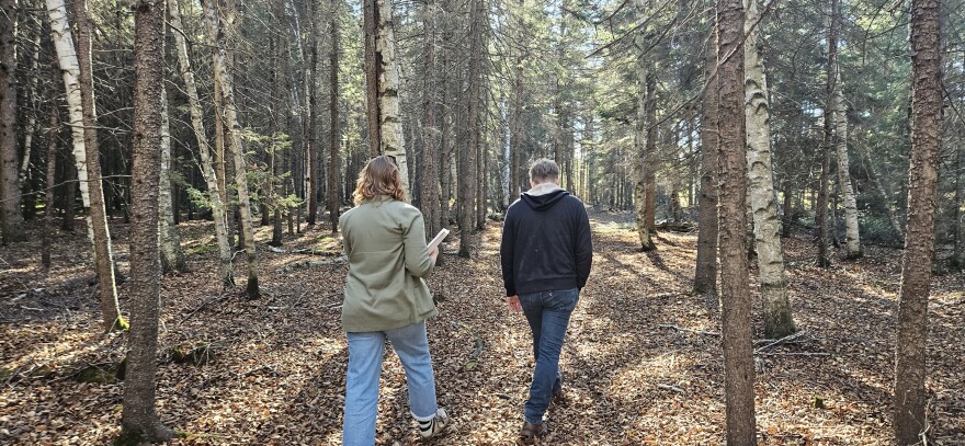 Two people walk through a forest. Sunlight streams through. 