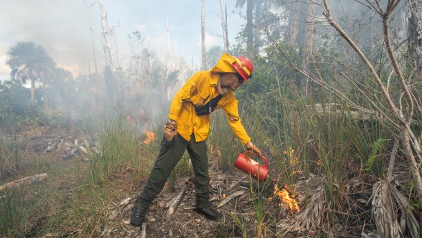 Florida habitats depend on fire. There are plants that won’t bloom or seed until they’ve been touched by a flame, for example. Fire also regulates biodiversity. The debris accumulation and heavy overgrowth of plants such as saw palmetto make it impossible for grasses and wildflowers to grow. The Naples Botanical Gardens depends on prescribed fire to help these types of plants. Above is the Naples Botanical Garden's prescribed burn today (Monday, Dec. 1).