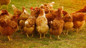 Low interest loans totaling $250,000 will help new farmers in Wayne County get poultry operations off the ground.