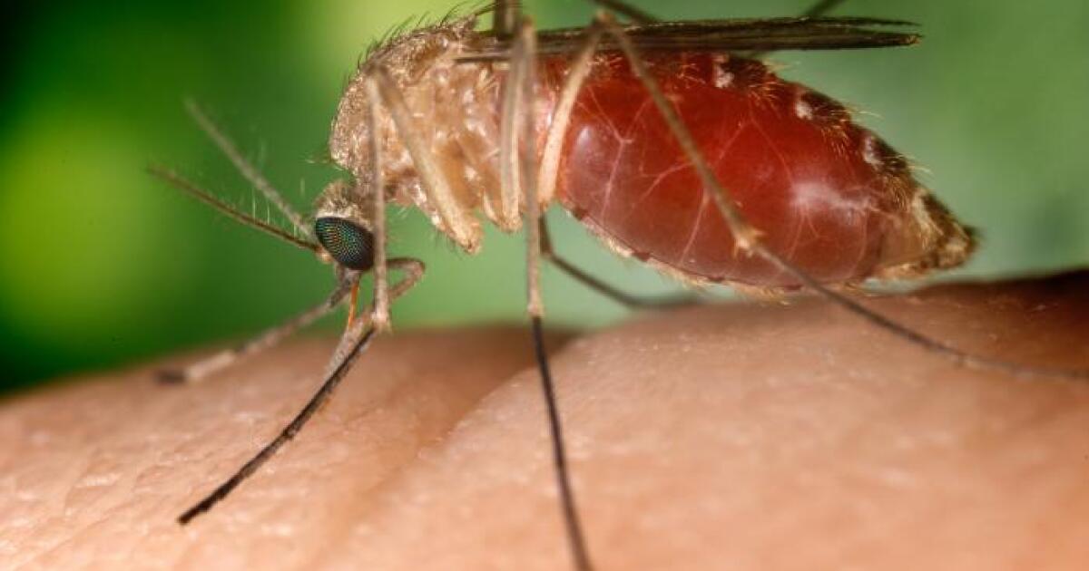 SD health officials confirm first case of West Nile virus in state this year SD health officials confirm first case of West Nile virus in state this year