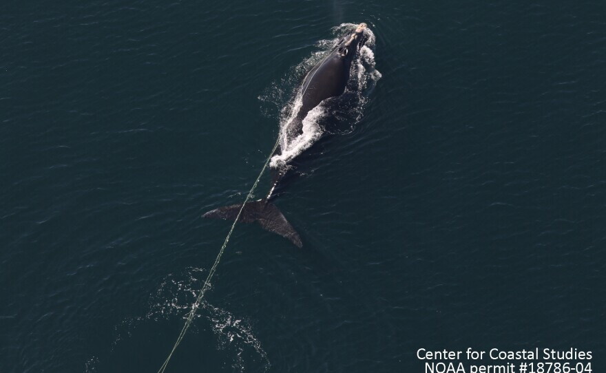 An entangled North Atlantic right whale.