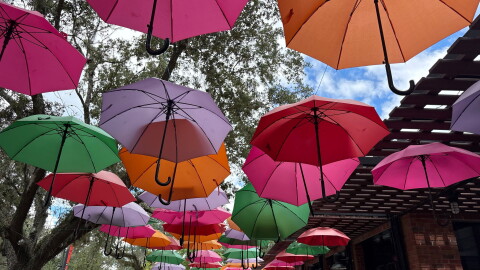 Colorful umbrellas hang outside KavaGator near Bo Diddley Plaza in Gainesville. Café owner Julia Brensel said she calls downtown ambassadors when an umbrella turns upside down and she cannot fix it herself. “They will come in and fix it,” she said.