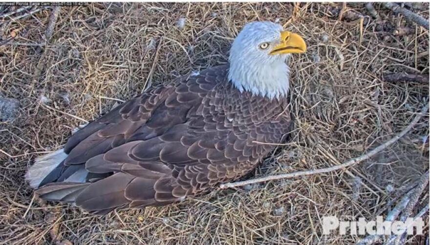 M15, the mate to Harriett at the North Fort Myers American bald eagle nest, sat incubating the pair's two eggs Tuesday afternoon. Earlier in the day a pip, or beginnings of hatching, were confirmed in one of the two eggs.