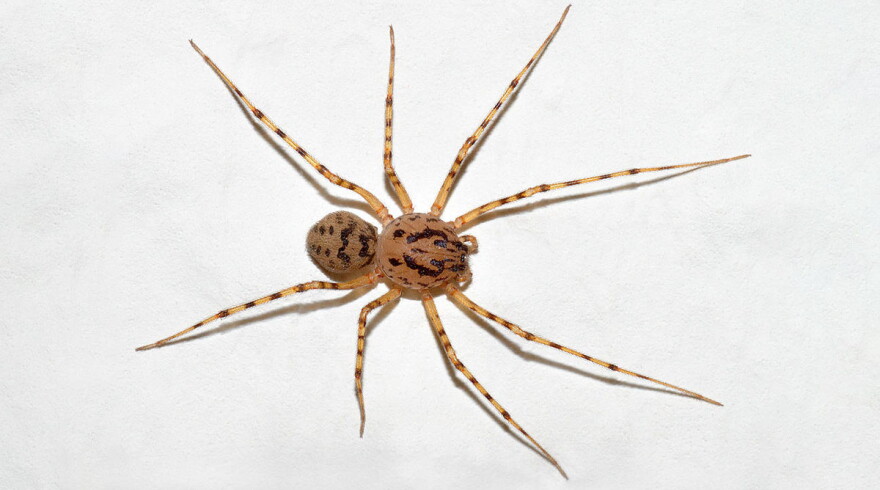 A Spitting spider.
