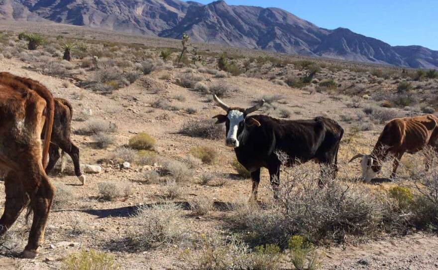 Cows at Gold Butte