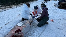 Photo provided by Natalie Rouse, M.S. with AVPS