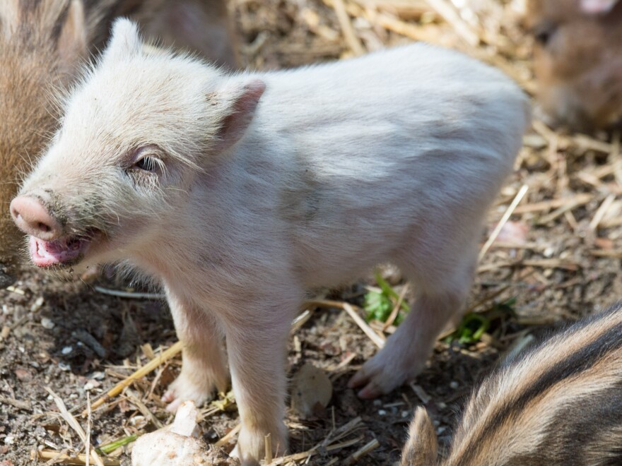 NPR News Nuggets Terrorizing Pig Sort Of Flying Pig Wigs WVXU npr-news-nuggets-terrorizing-pig-sort-of-flying-pig-wigs-wvxu