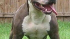Pit bull dog align=left
