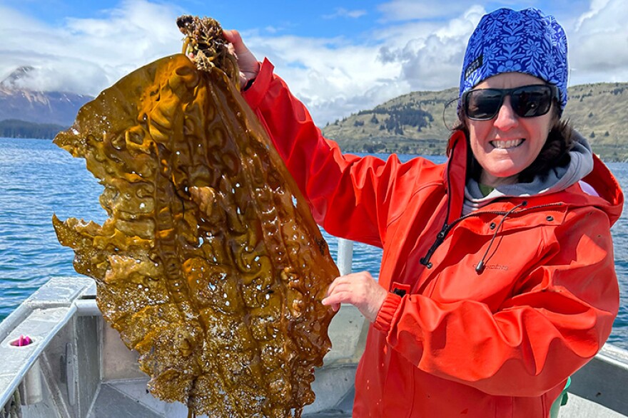 Dr. Alix LaFerriere holds up a piece of kelp from a local farm in Kodiak. LaFerriere and her team are conducting research at the Kodiak Lab that could benefit kelp, oysters, and mariculture in general.