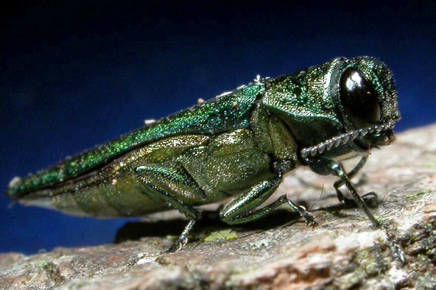 An adult emerald ash borer.