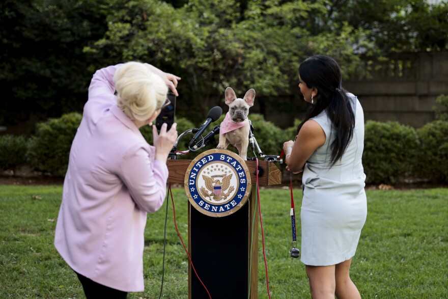 A staff member for Sen. Rand Paul takes photos of her puppy, Jefferson, before a 2021 press conference on the FDA Modernization Act.