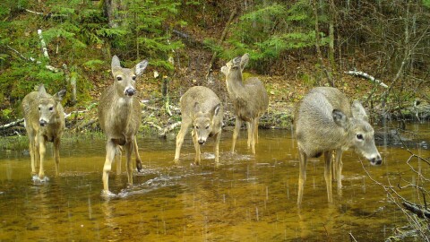 Deer in Vilas County