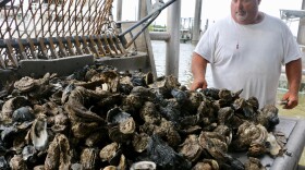 Oyster harvester Mitch Jurisich picks up two dead oysters from a pile of freshly harvested oysters in Empire, Louisiana. 