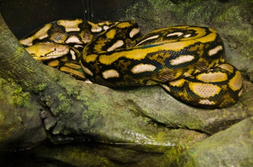 The Woodland Park Zoo's new reticulated python
