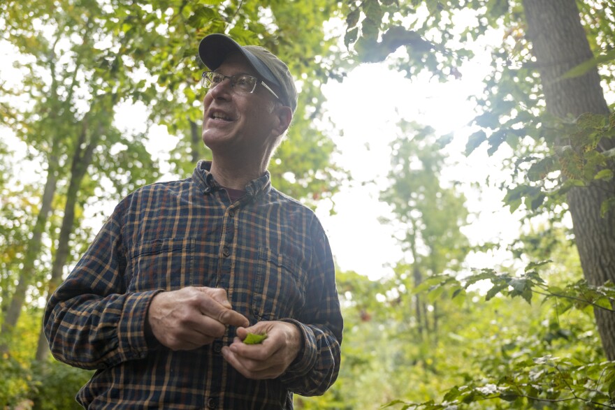 Rich Cowles Ph.D., an entomologist at the Valley Laboratory of the CAES in Windsor, shows the harm done by an infestation of nematodes that are slowly destroying Connecticut's beech tree population.