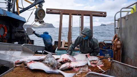 Fisherman Jack Demmert guts a halibut aboard the longliner Oracle on June 2 in waters near Unalaska Island.