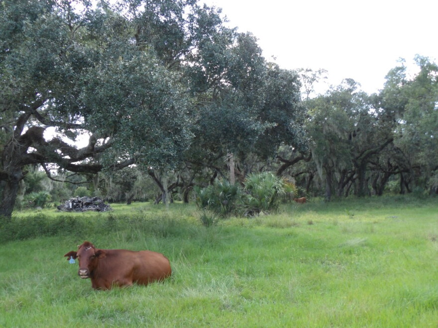 A cow sits in the grass on Newt Keen’s DeSoto County Ranch. Behind the cow is a pile of debris leftover from recent hurricanes. | Emily Andersen, Suncoast Searchlight