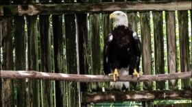 This bald eagle is shown healing in an enclosure at the von Arx Wildlife Hospital in Naples before being released back into the wild