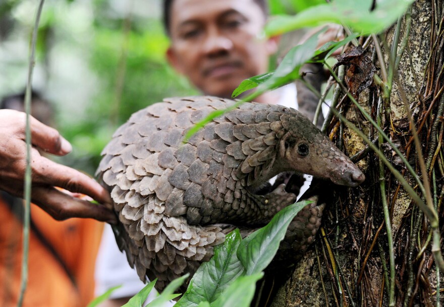 A pangolin is released into the wild by officials at a conservation forest in Indonesia in 2013. The animal was among 128 pangolins confiscated by customs officers from a smuggler's boat off Sumatra.