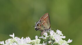 A juniper hairstreak butterfly sits atop a plant. 