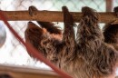 Thirteen sloths, including the one shown above, arrived on Friday from “Sloth World Orlando” to the Central Florida Zoo & Botanical Gardens.