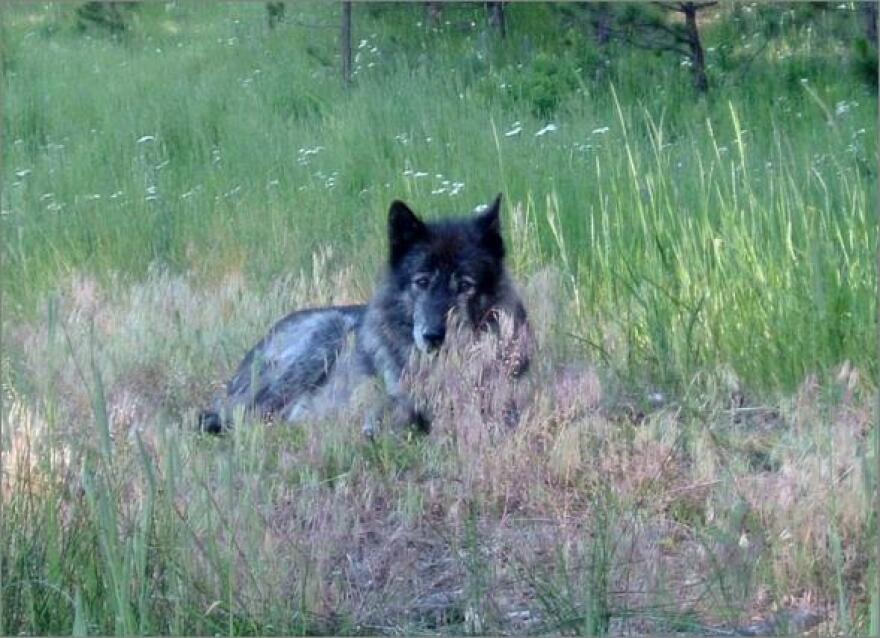 Photo by Cristina Eisenberg