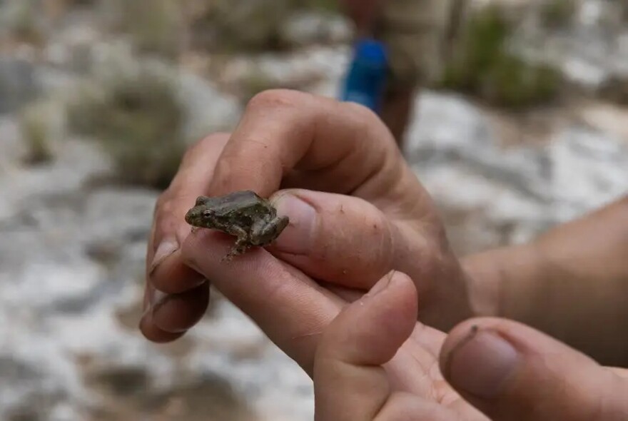 Heather Hannusch, natural resources coordinator at the Texas Parks and Wildlife Department, finds a Blanchard’s cricket frog at Yancey Creek during a survey.