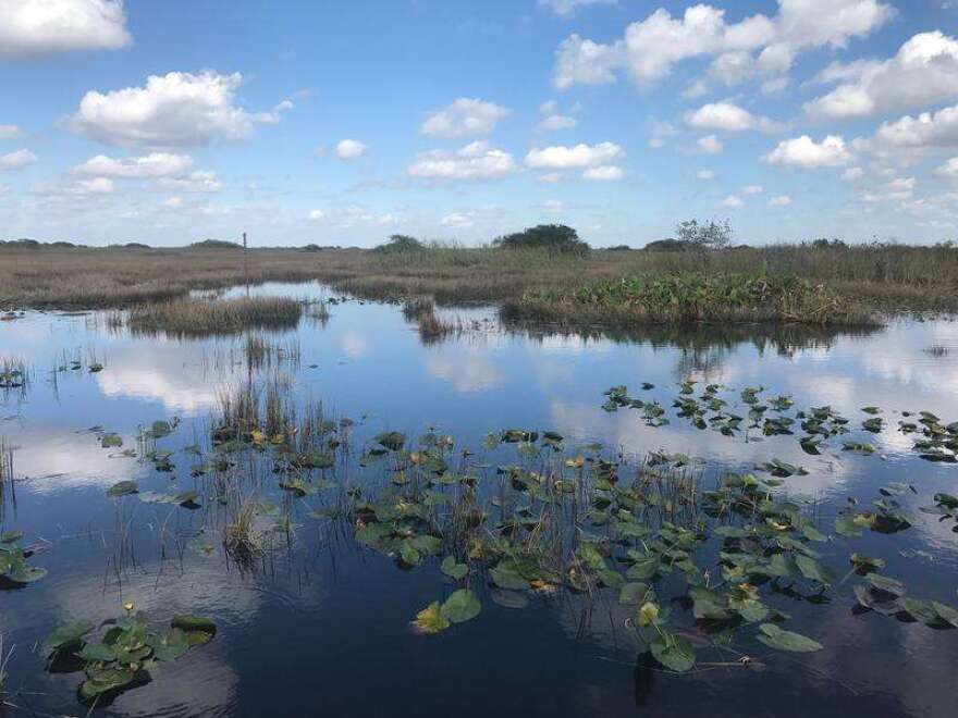 Located about 40 miles west of Miami, Water Conservation Area 3 is intended to help water managers control wet-season flooding and prevent dry-season droughts. Photo by Kate Stein, WLRN