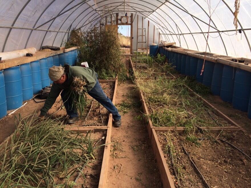 Stacey Jensen picks onions from his greenhouse at North Leupp Family Farms. The Navajo Nation hopes to to put the money generated from the tax into community farms like this one.