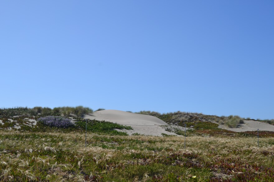 Some of the dunes and their vegetation at San Francisco's Ocean Beach