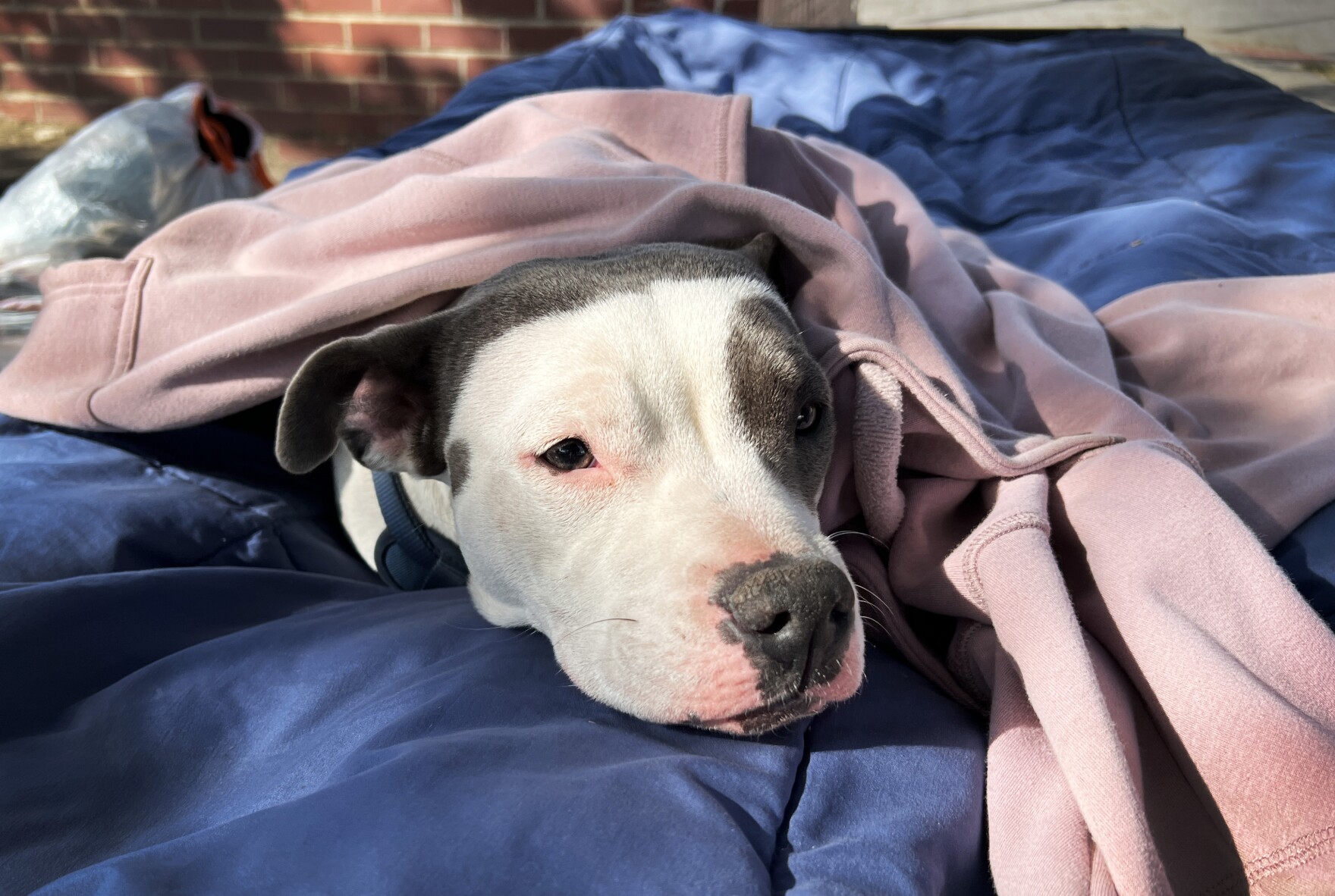 Pit bulls are still banned in towns around Kansas City. These dog