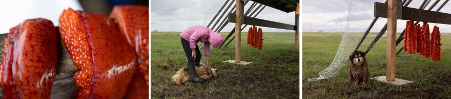 At left, salmon eggs dry on a rack outside Helen Friend's home in Kwigillingok last month. At center, Deja Maher, 9, plays with her dog Violet while her aunt cuts and hangs salmon. At right, Violet sits beside salmon drying on a rack.