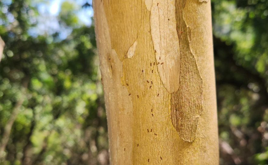 Little fire ants crawl on a tree in the Hauʻula Forest Reserve on Oʻahu, (Feb. 28, 2025)