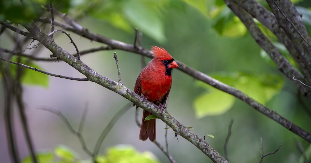 Cardinal
