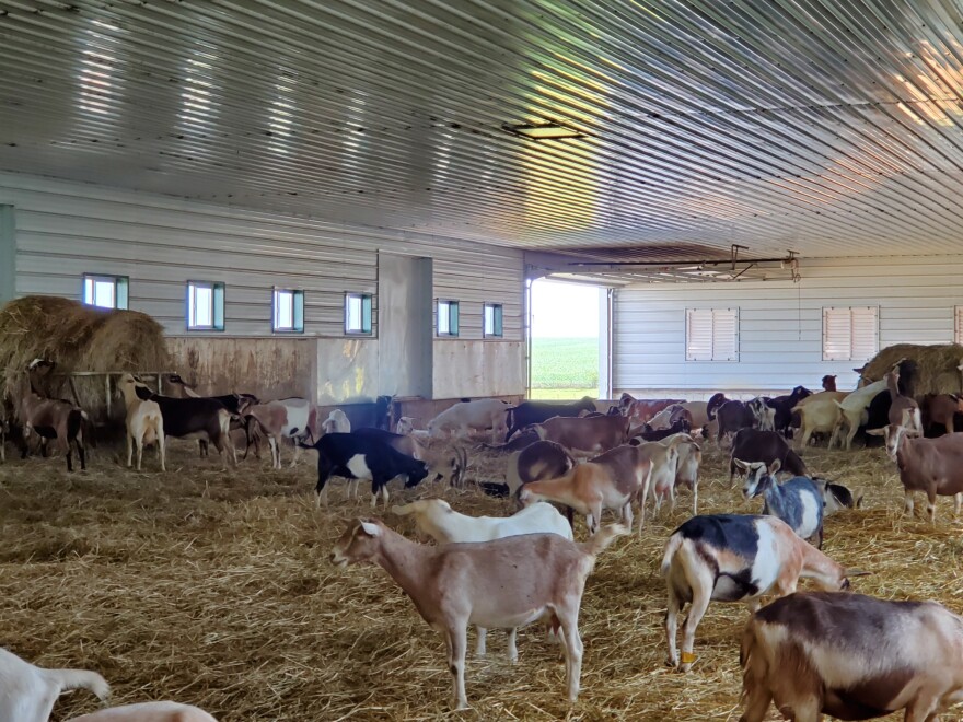 goats__in_the_barn_at_grazing_goat_dairy.jpg