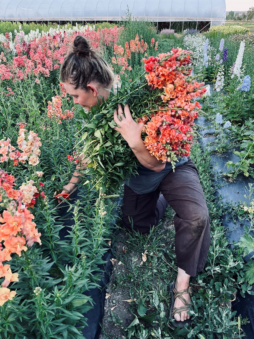 Carah Ronan harvests snapdragons for market at Rodi Farm in Laurel