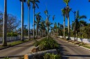 Royal palm trees line both sides of McGregor Boulevard in Fort Myers for miles. Nearly all of the trees survived Hurricane Ian.