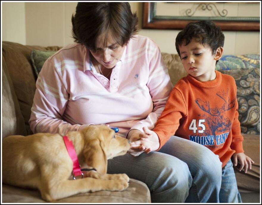 Beth Turmero checks her son Aiden's blood sugar as his labrador retriever puppy Piper smells the boy's fingers at the family's Madisonville home Thursday. Piper is a diabetic alert dog and she uses scent recognition to warn Turmero when Aiden's blood suga