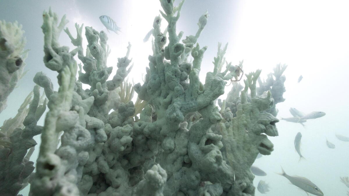 Record ocean heat triggers massive coral reef bleaching - Vimarsana News